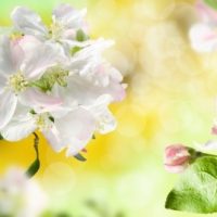 リンゴの花