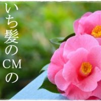 椿の花
