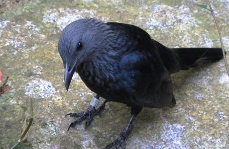 黒い鳥