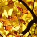 フランシス・カブレル Octobre （10月）：歌と訳詞。美しすぎる秋の歌